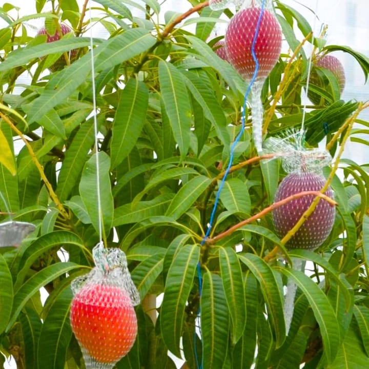 Grafted Miyazaki Mango Fruit Plant