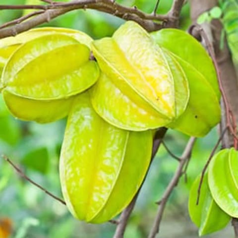 Sweet Star Fruit Plant