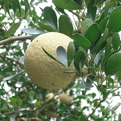 Grafting Thai Wood Apple Fruit Plant