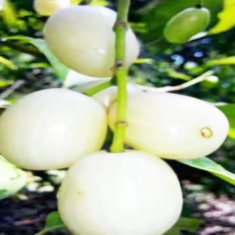 Thai White Jamun Plant