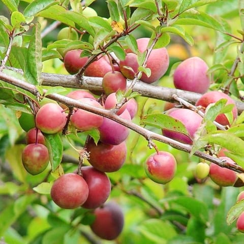 Grafting Aloo Bukhara Fruit Plant