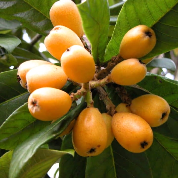 Grafting Loquat Fruit Plant