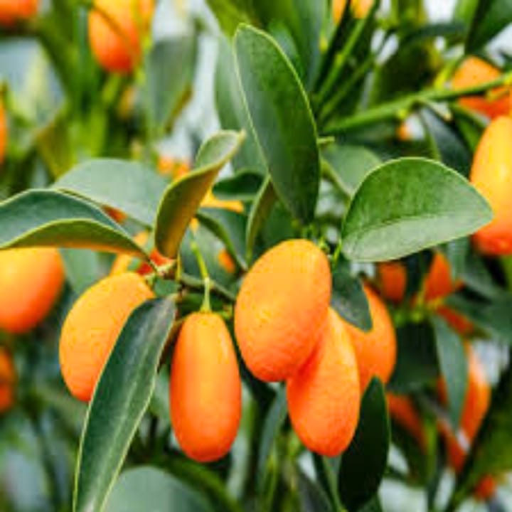 Grafted Sweet Lemon Plant