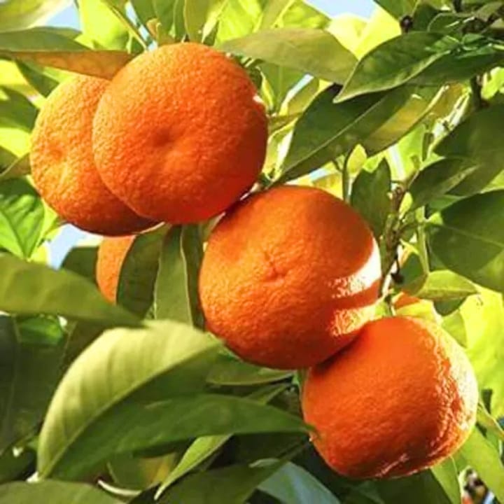 Grafted Nagpur Orange Plant