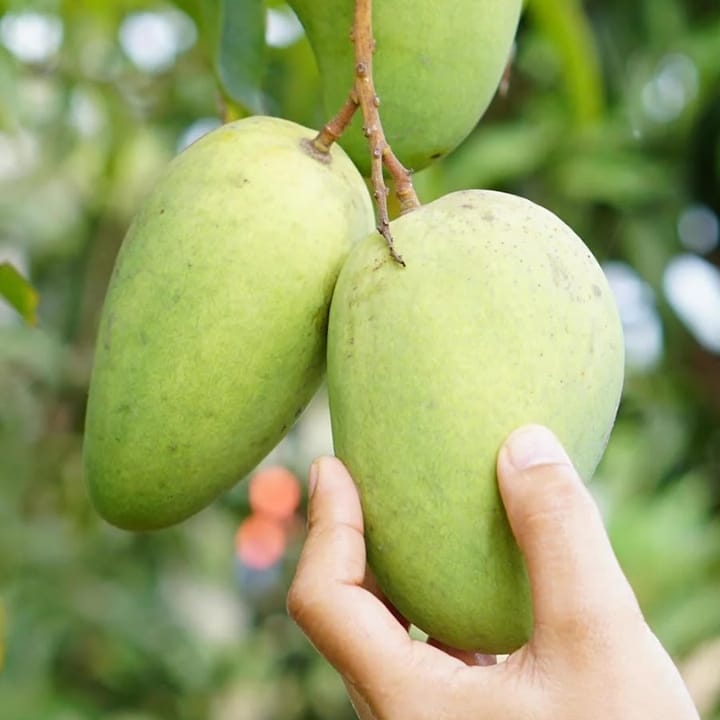 Grafted Katimon Mango Plant