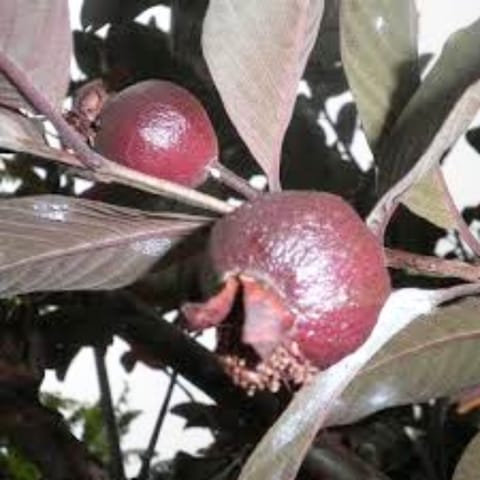 Grafted Red Guava Plant