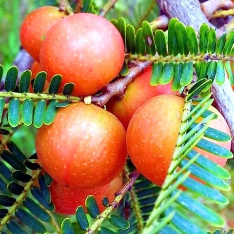 Grafted Red Amla Plant