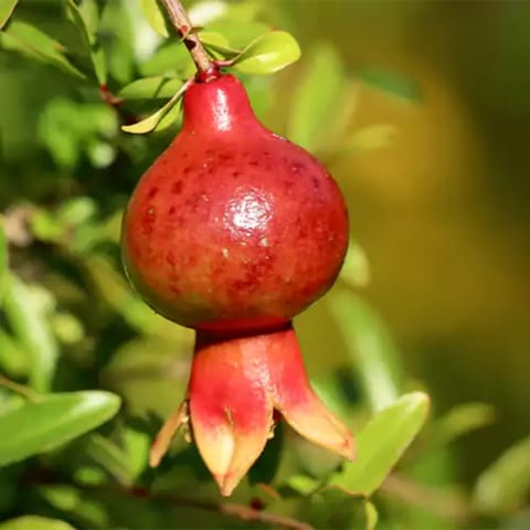 ग्राफ्टेड वागुआ अनार पौधा