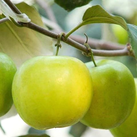 Kashmir Green Apple Ber Plant