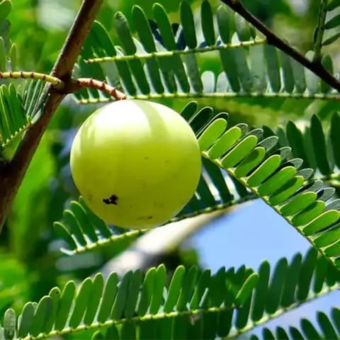 ग्राफ्टेड ग्रीन आंवला पौधा