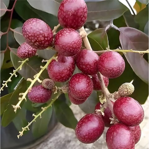 Ruby Longan Fruit Plant