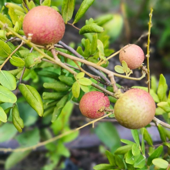 Grafted Ping Pong Longan Fruit Plant