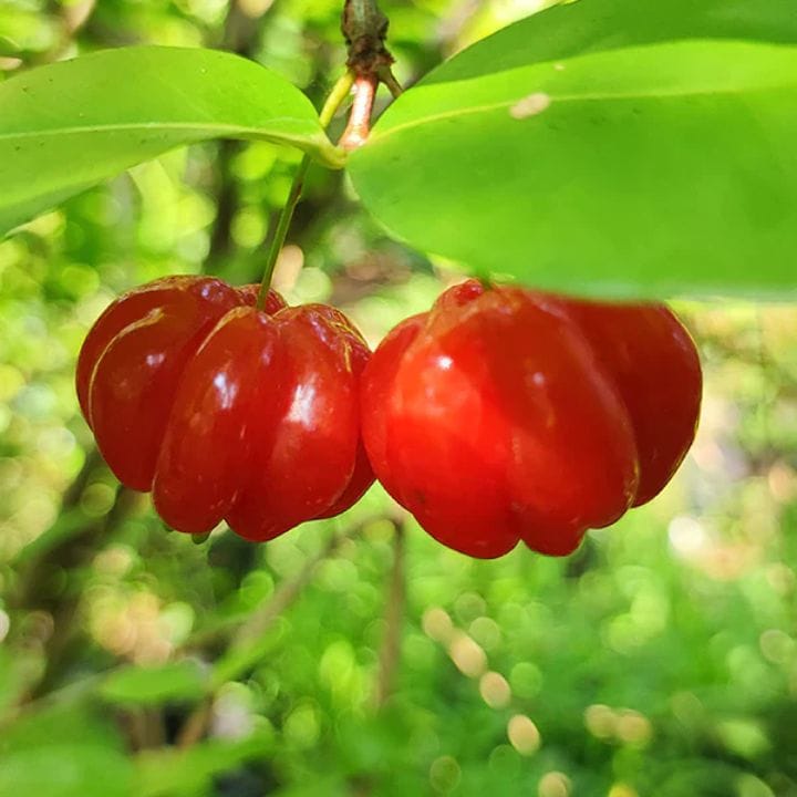 Grafted Red Surinam Cherry Fruit Plant