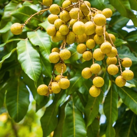 Longon 4 Season Fruit Plant