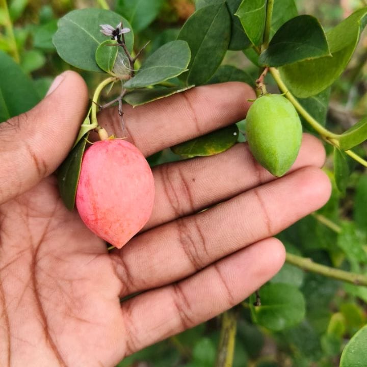 स्वीट कदंडा फल का पौधा अ