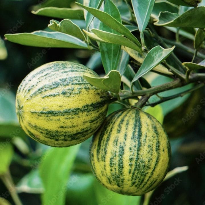 Grafted Variegated Malta Plant