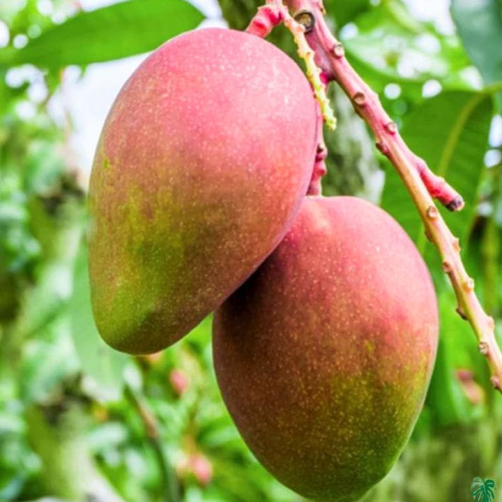 American Red Palmer Mango Plant