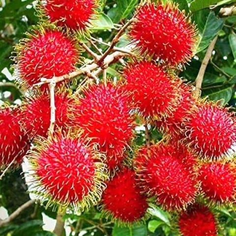 Grafted Rambutan N18 Plant