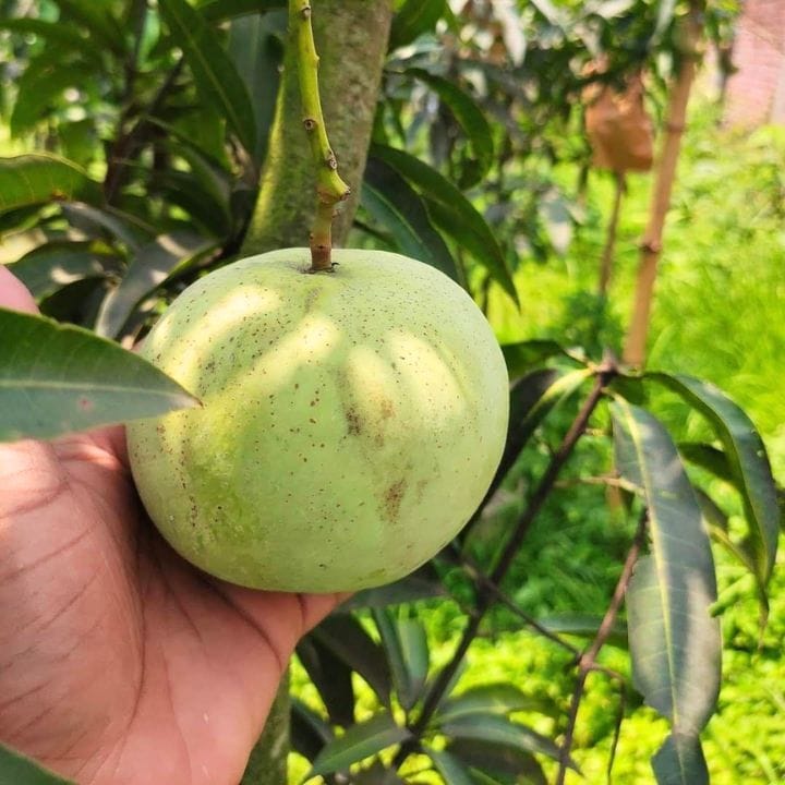 Grafted Jambura Mango Plant