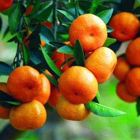 Grafted China Orange Plant