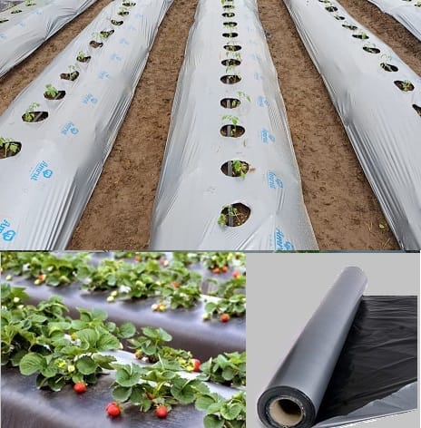 Global Polyplast - Amrut Mulch Film (1 Meter x 20 Mic x 400 Meters)