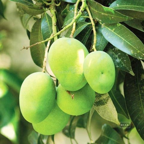 Grafted Gourmati Mango Fruit Plant