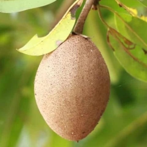 Grafted Silver Sapota Plant