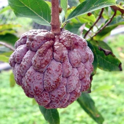 ग्राफ्टेड कस्टर्ड एप्पल रेड पौधा