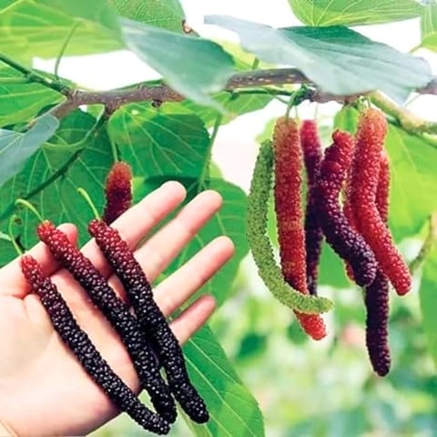 Grafted Pakistan Long Mulberry Plant