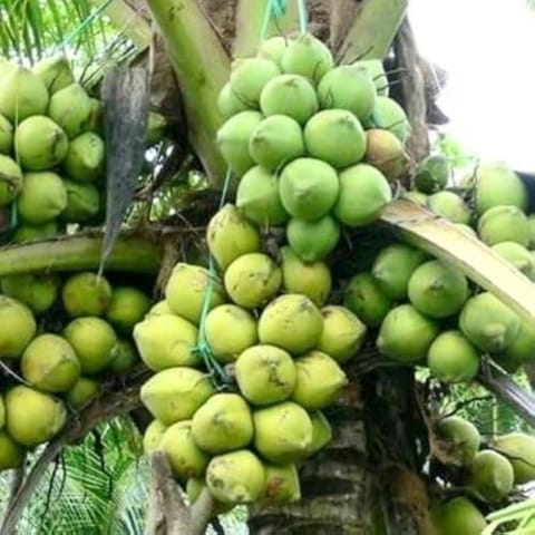 Ganga Bhardhon Coconut Plant