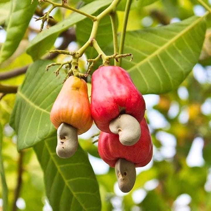 Grafted Kaju Badam Plant