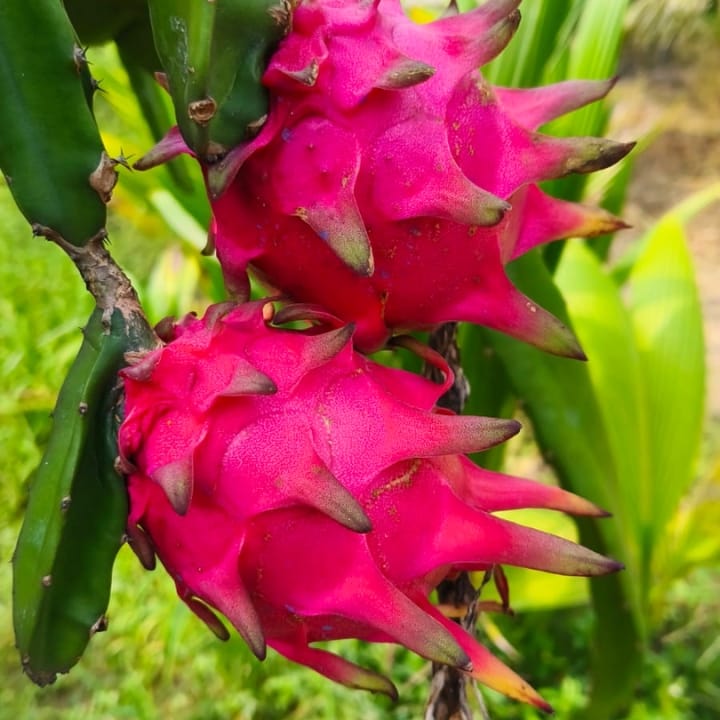 Red Dragon Fruit Plant