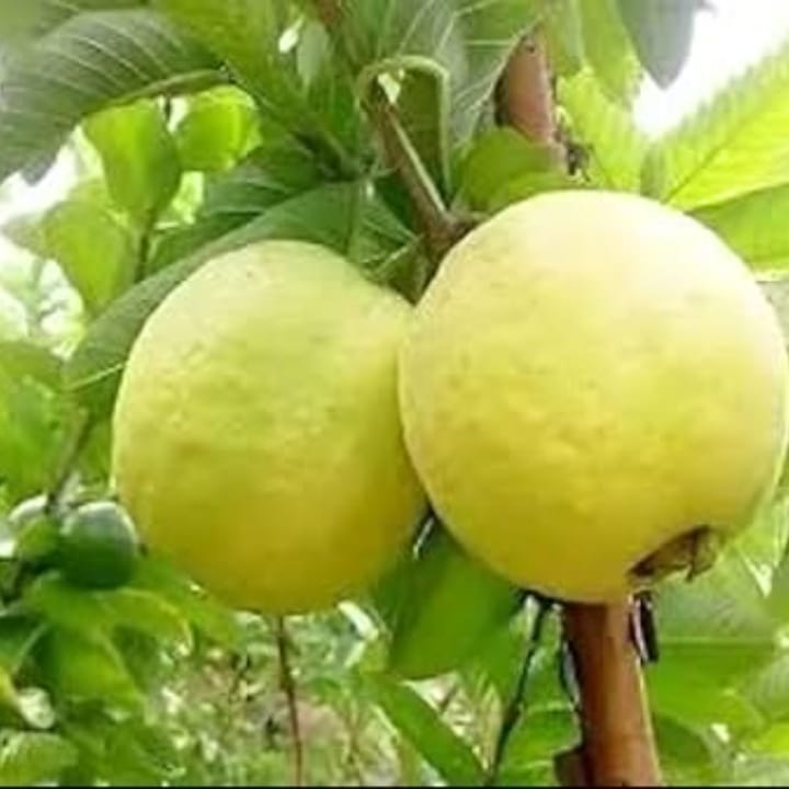 Grafted Golden 8 Guava Fruit Plant