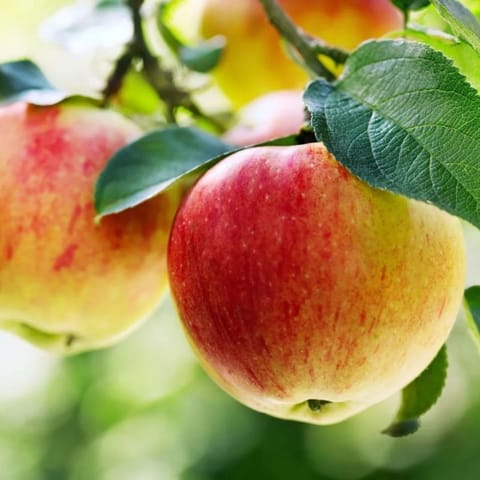 Grafted Bol Sundari Apple Ber Plant