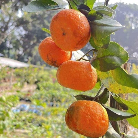 ग्राफ्टेड चटाकी ऑरेंज पौधा