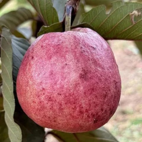 Grafted Black Diamond Guava Plant