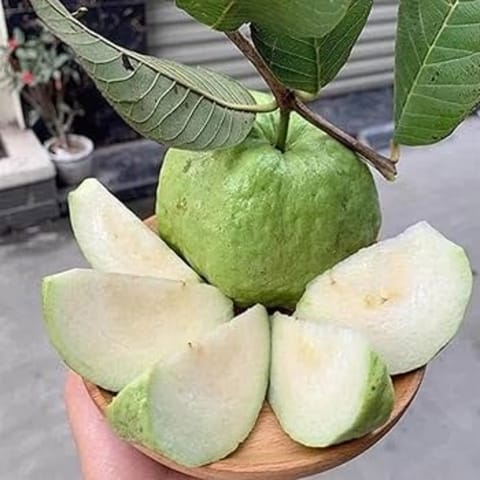 Grafted White Diamond Guava Plant