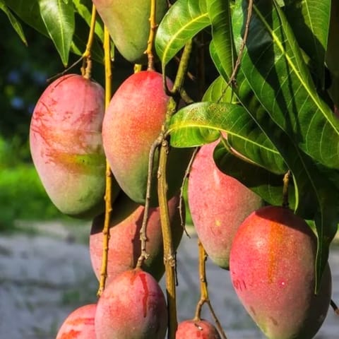 Grafted Ambika Mango Plant