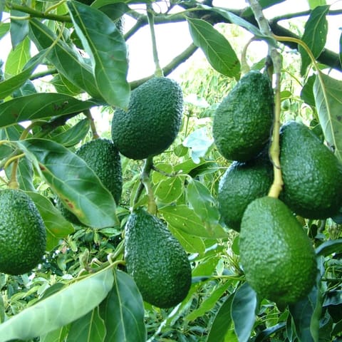 Grafted Avocado Plant