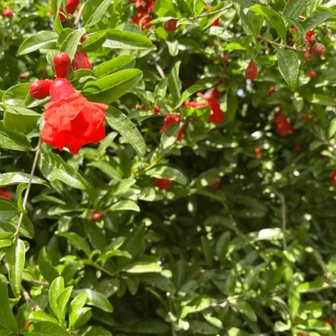 Grafted Kaliakar Anar Fruit Plant