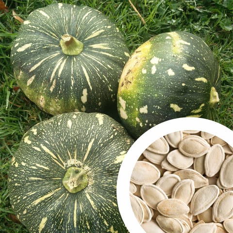 Hybrid F1 Pumpkin Seeds (15 Seeds)