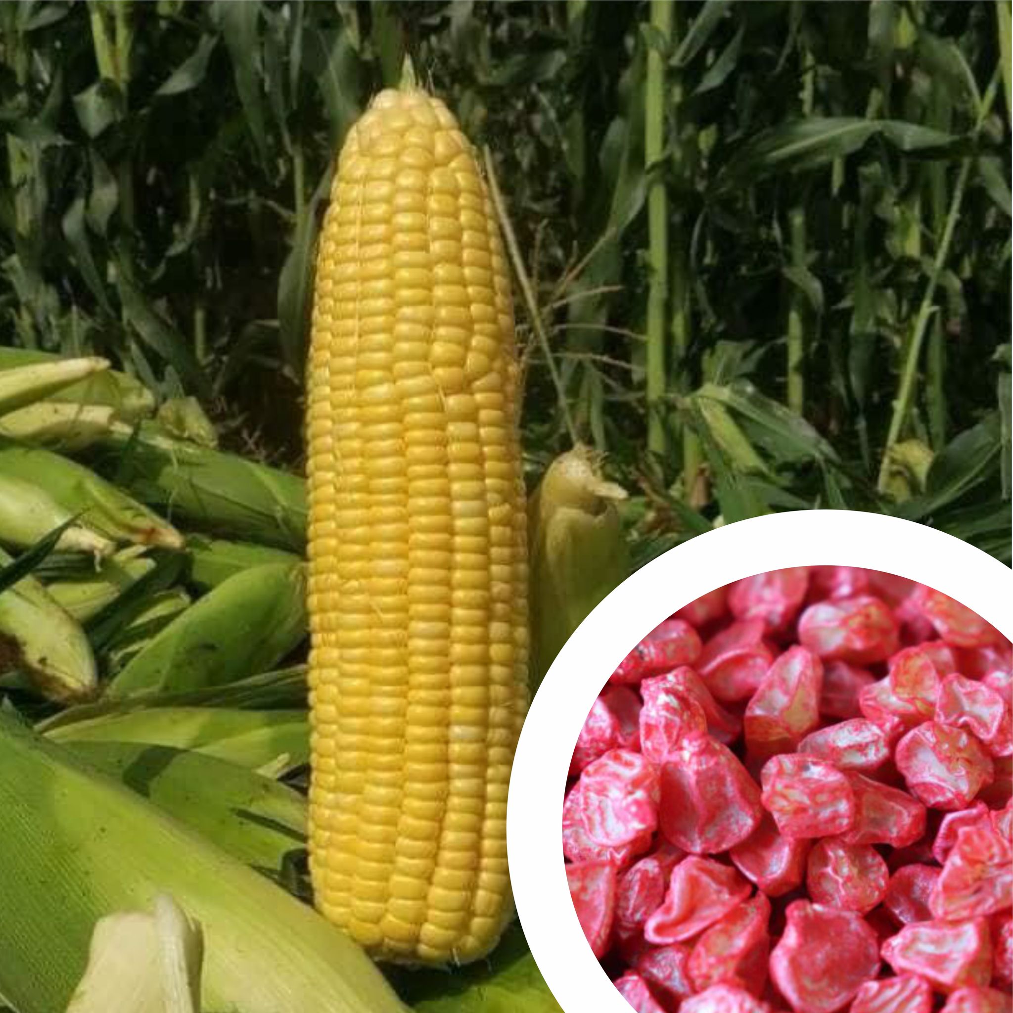 Hybrid F1 Sweet Corn Seeds (15 Seeds)