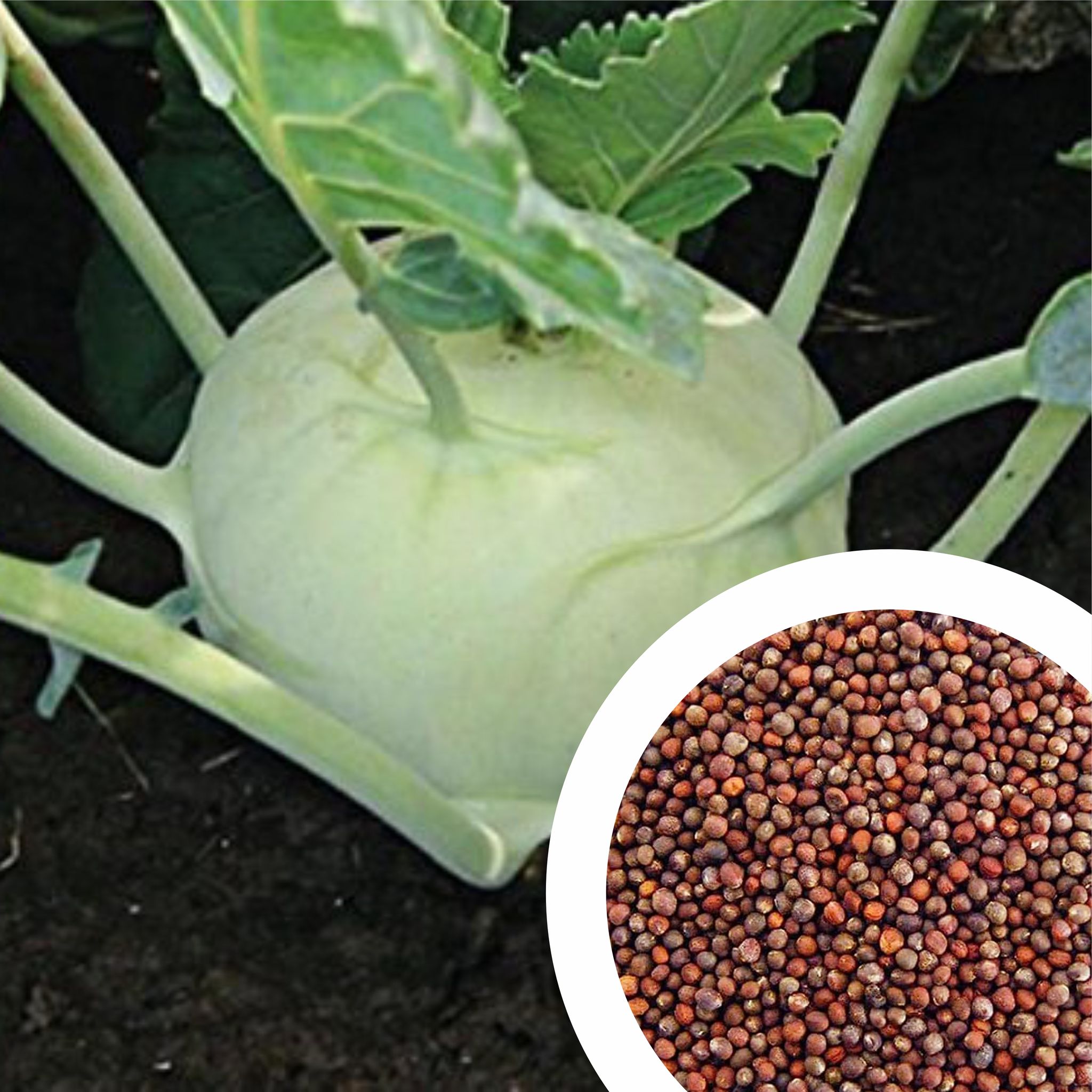 Imported Knol Khol Seeds (15 Seeds)