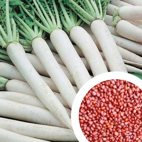 Imported Radish Seeds (15 Seeds)