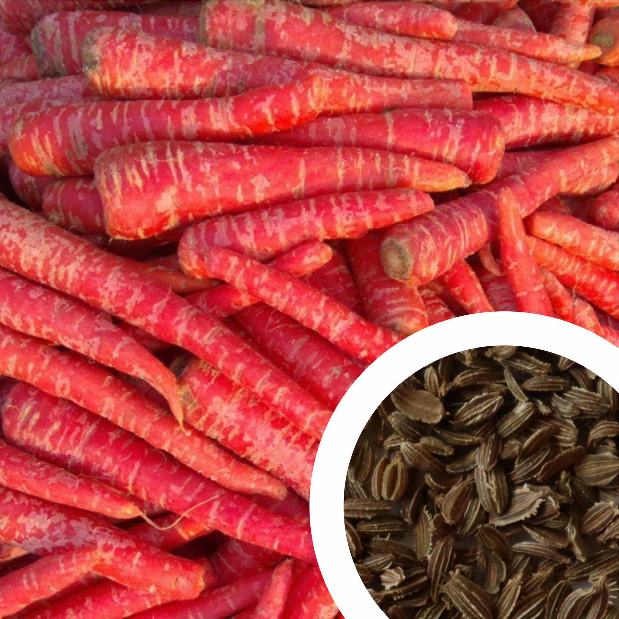 Imported Carrot Seeds (80 Seeds)