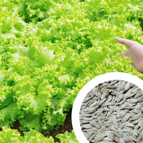 Imported Lettuce Grand Rapid Seeds (260 Seeds)