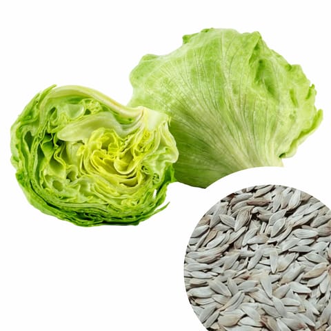 Imported Lettuce Iceberg Seeds (110 Seeds)