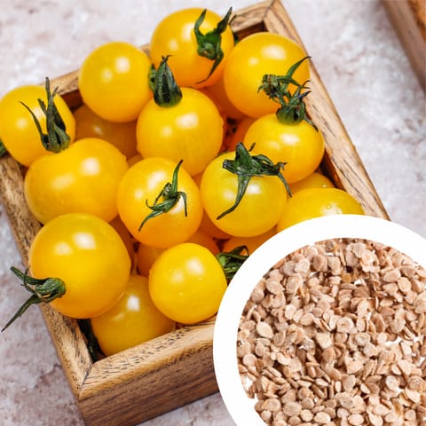 Imported Cherry Tomato Yellow Seeds (30 Seeds)