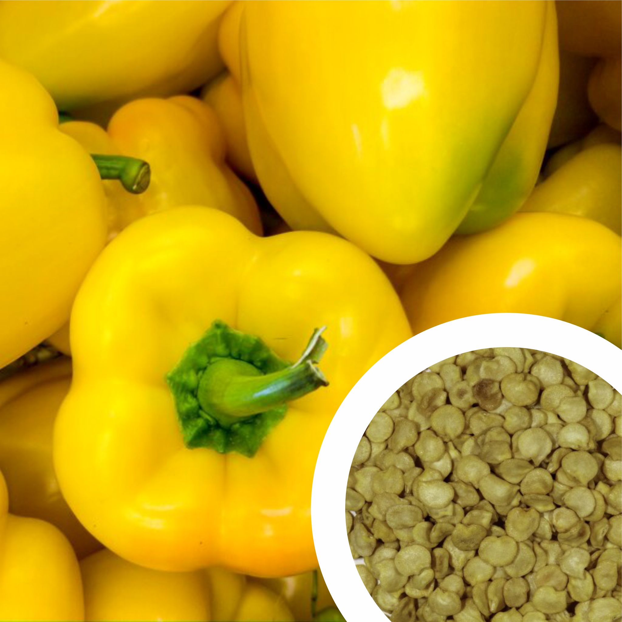 Imported Yellow Capsicum Seeds (15 Seeds)