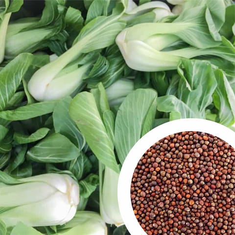 Imported Pak Choi Seeds (100 Seeds)